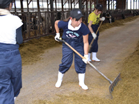 搾乳や牛の世話をする研修生