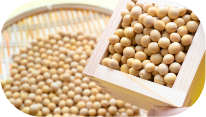 大豆