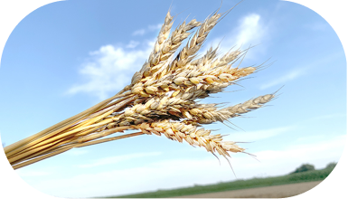 小麦